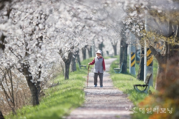 화순군 운주사 산책길을 따라 떨어진 벚꽃을 밟으며 산책 중인 주민(사진=화순군 제공)