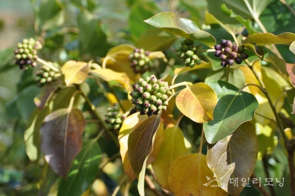 황칠나무에 열매가 열려있다(사진=전남산림자원연구소 제공)