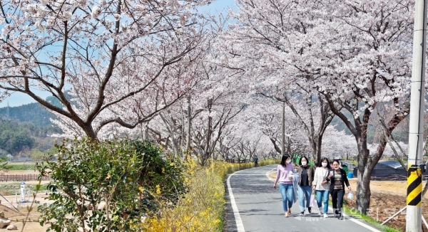 탐진강변에 연분홍빛 벚꽃이 활짝 펼치고 봄 향기를 퍼뜨리고 있다(사진=장흥군 제공)